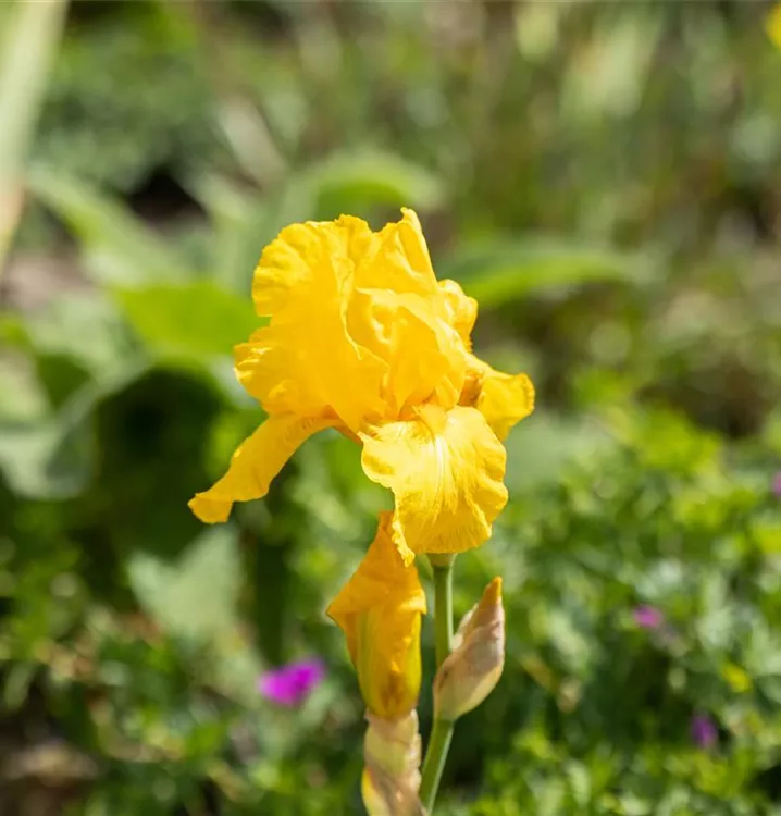 Hohe Bartiris 'Goldfackel' - Iris (Germanica-Gruppe) 'Goldfackel'