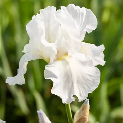 Topfgrösse 1 Liter - Hohe Bartiris 'Lugano' - Iris (Germanica-Gruppe) 'Lugano'