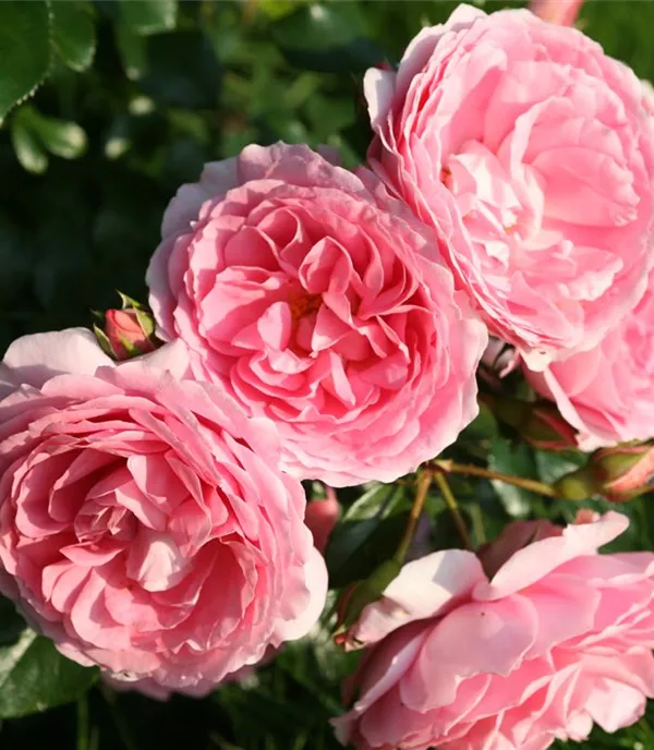 Rosa (Floribundarose) 'Leonardo da Vinci'