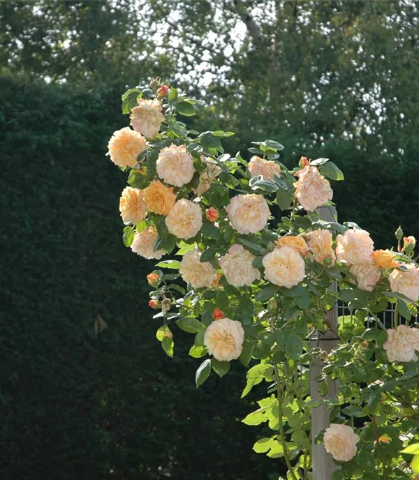 Rosa (Kletterrose) 'Barock'