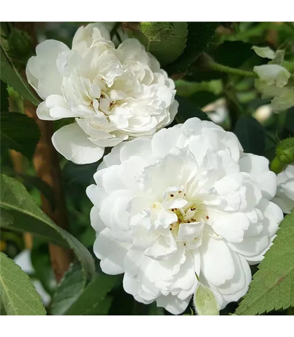 Rosa (Kletterrose) 'Guirlande d'Amour'