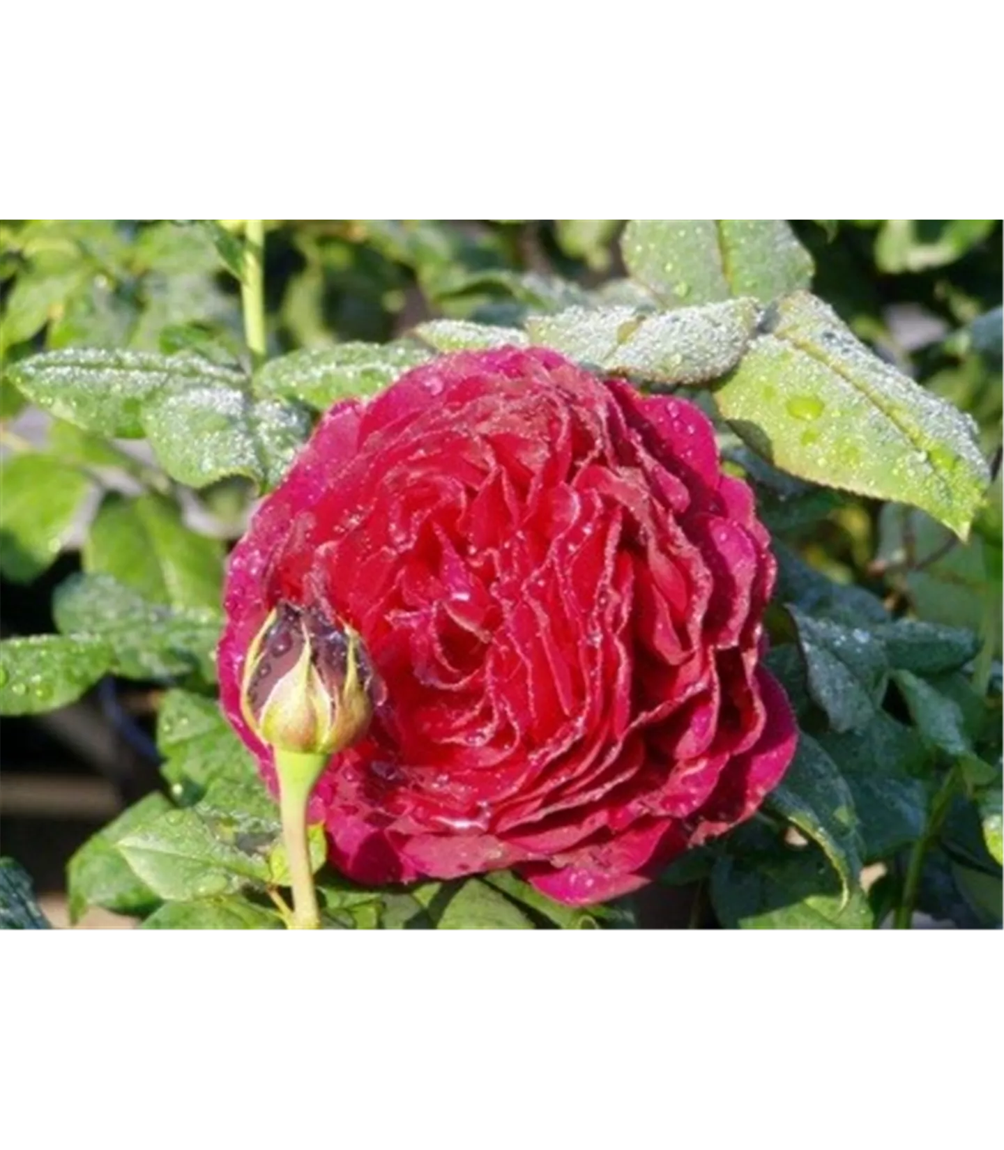 Rosa (Strauchrose) 'Astrid Gräfin von Hardenberg'