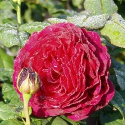 im Container - Strauchrose 'Astrid Gräfin von Hardenberg'® - Rosa (Strauchrose) 'Astrid Gräfin von Hardenberg'