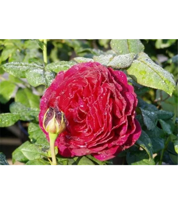 Rosa (Strauchrose) 'Astrid Gräfin von Hardenberg'