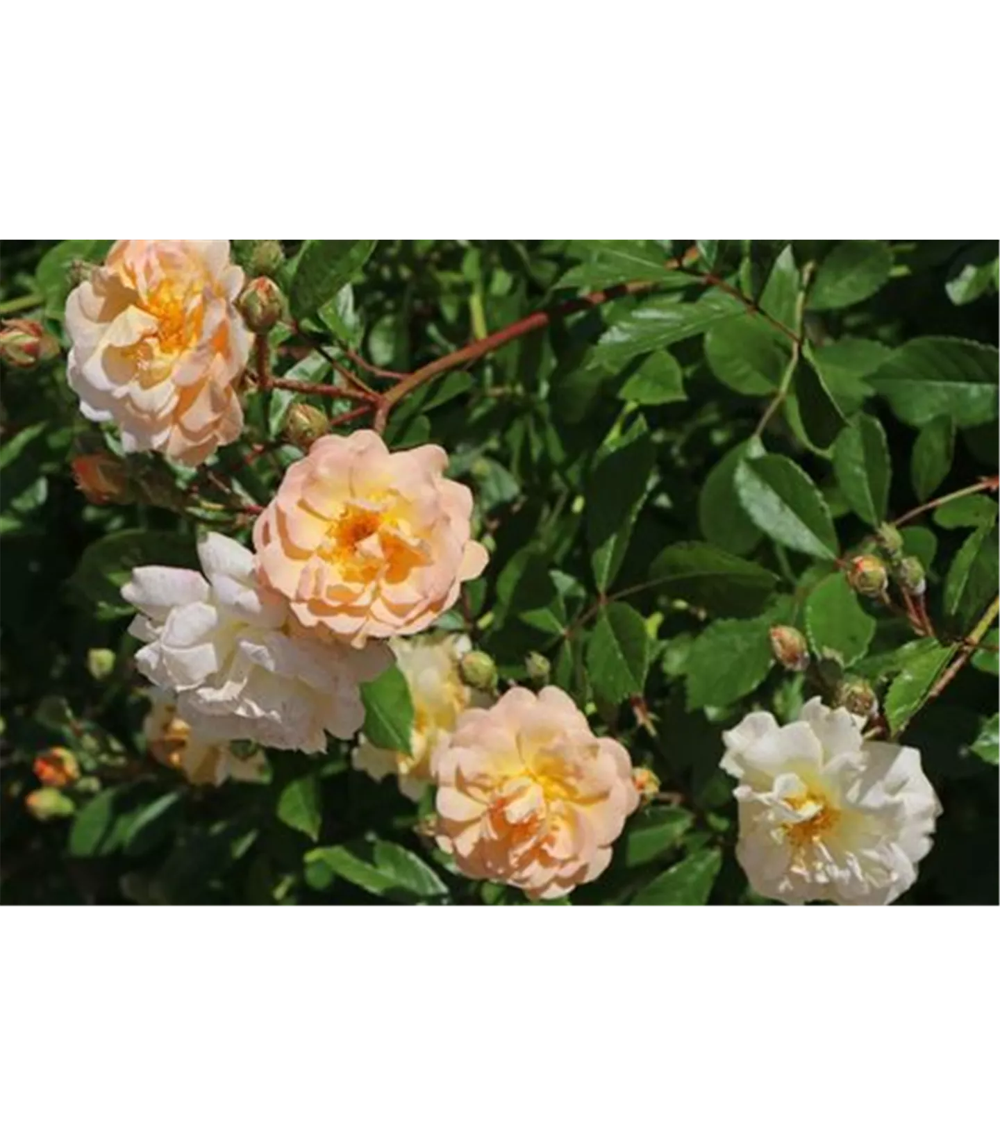 Rosa (Strauchrose) 'Ghislaine de Féligonde'