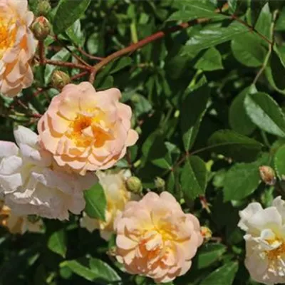 im Container - Strauchrose 'Ghislaine de Feligonde' - Rosa (Strauchrose) 'Ghislaine de Féligonde'