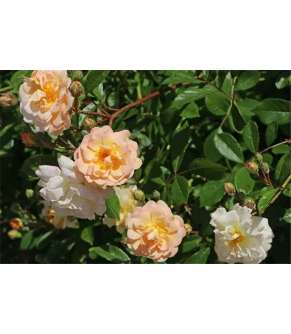 Rosa (Strauchrose) 'Ghislaine de Féligonde'