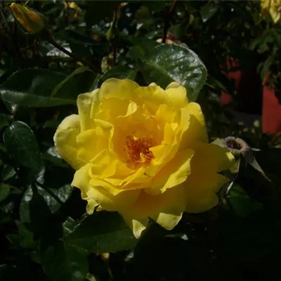 im Container - Kletterrose 'Golden Showers'® - Rosa (Strauchrose) 'Golden Showers'