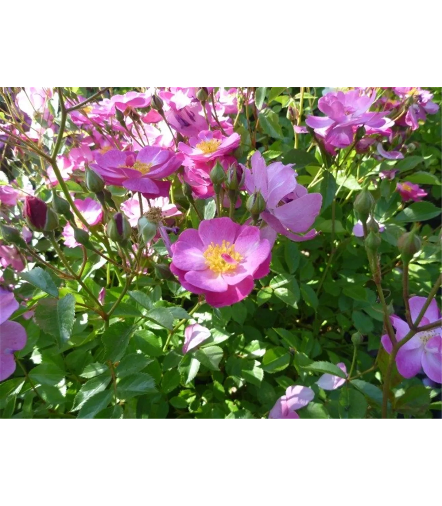 Rosa (Strauchrose) 'Lavender Dream'