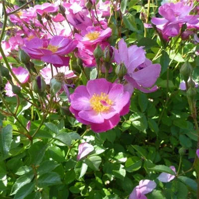 im Container - Kleinstrauchrose 'Lavender Dream'® - Rosa (Strauchrose) 'Lavender Dream'