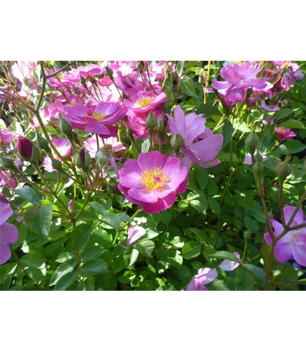 Rosa (Strauchrose) 'Lavender Dream'