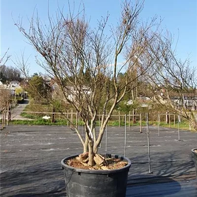 Solitär 300-350 Nr. 107 2331 - Roter Fächerahorn - Acer palmatum 'Atropurpureum' - Collection