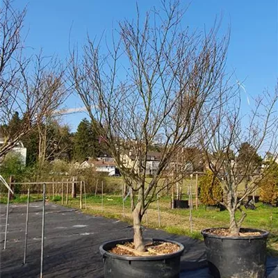 Solitär 300-350 Nr. 110 2331 - Roter Fächerahorn - Acer palmatum 'Atropurpureum' - Collection