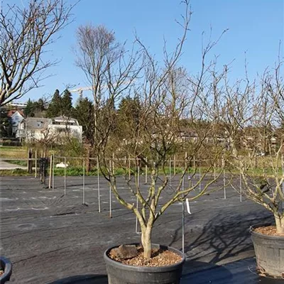 Solitär 250-300 Nr. 105 2533 - Roter Fächerahorn 'Bloodgood' - Acer palmatum 'Bloodgood' - Collection