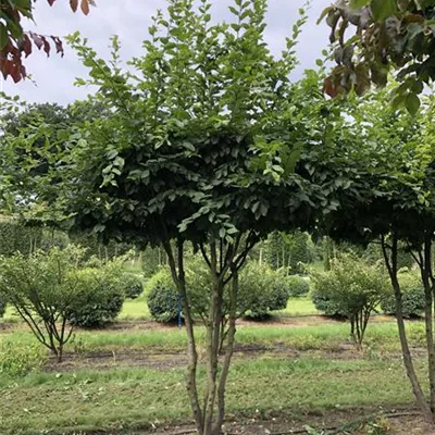 Schirmform 300-350 Nr. 74/29E 2300 - Hainbuche,Weißbuche - Carpinus betulus - Collection