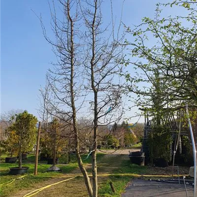 Schirmform 450-500 Nr. 92 1650 - Hainbuche,Weißbuche - Carpinus betulus - Collection