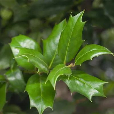 mB 30- 40 - Gemeine Stechpalme - Ilex aquifolium - Collection