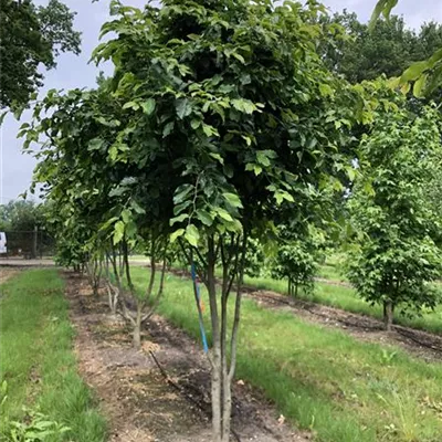 Schirmform 150-200 x 300-350 Nr. 64/6B 2450 - Eisenbaum - Parrotia persica - Collection