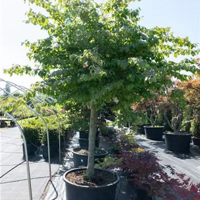 auf Stamm 150 25-30 Nr. 93 2850 - Eisenbaum - Parrotia persica - Collection