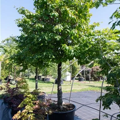 auf Stamm 150 25-30 Nr. 94 2850 - Eisenbaum - Parrotia persica - Collection