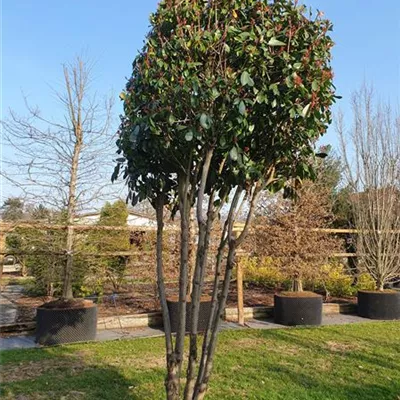 Schirmform 300-350 Nr. 120 1680 - Glanzmispel 'Red Robin' - Photinia fraseri 'Red Robin' - Collection