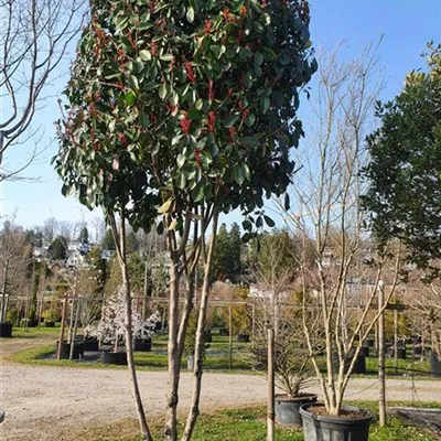 Schirmform 300-350 Nr. 126 1680 - Glanzmispel 'Red Robin' - Photinia fraseri 'Red Robin' - Collection