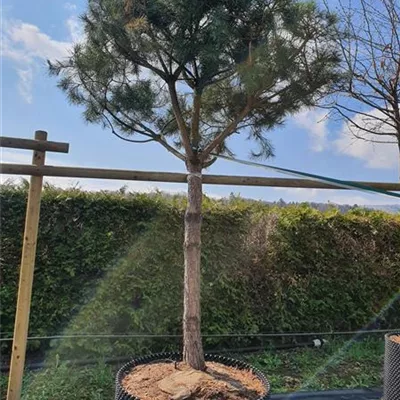 Charakterform 500-550 Nr. 150/37F 4185 - Kiefer - Pinus sylvestris - Collection