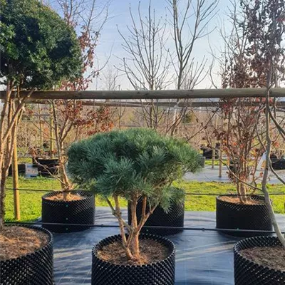 Schirmform 125-150 Nr.39 980 - Silberkiefer - Pinus sylvestris 'Watereri' - Collection