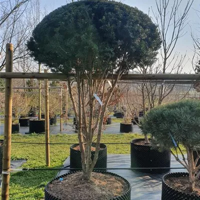 Schirmform 200-250 Nr.22.46D 2580 - Eibe 'Hillii' - Taxus media 'Hillii' - Collection