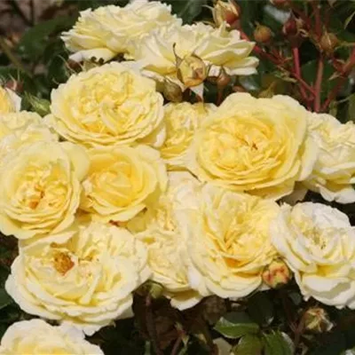 im Container - Strauchrose 'Shining Light'® - Rosa (Strauchrose) 'Shining Light'