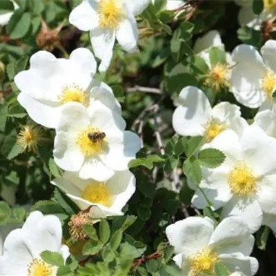 im Container - Feldrose - Rosa arvensis