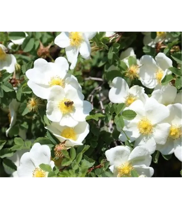 Rosa arvensis