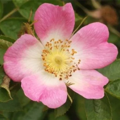 im Container - Hundsrose - Rosa canina