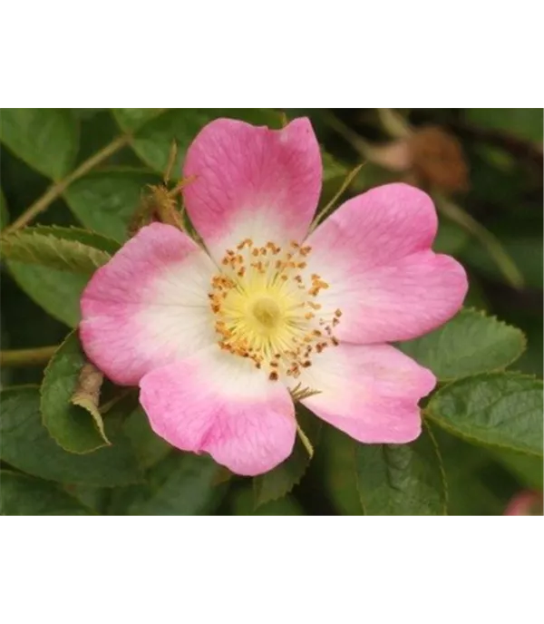 Rosa canina