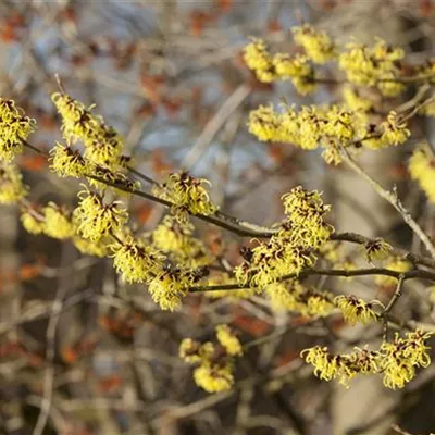 C 3 40- 60 - Zaubernuss 'Primavera' - Hamamelis interm.'Primavera' - Collection