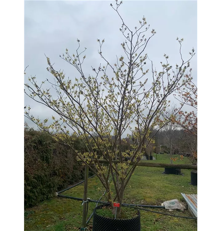 Zaubernuss 'Primavera' - Hamamelis interm.'Primavera' - Collection