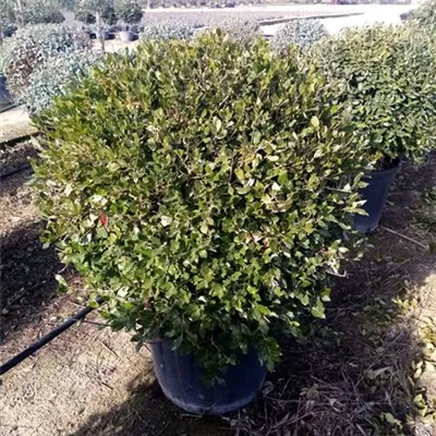 Kugel C/ 80- 100 - Stein-Eiche - Quercus ilex - Collection