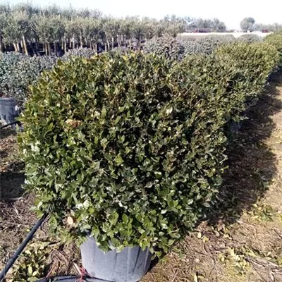 Kugel C/ 80- 100 - Stein-Eiche - Quercus ilex - Collection