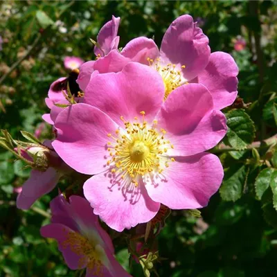  wurzelnackt - Wein-Rose - Rosa rubiginosa