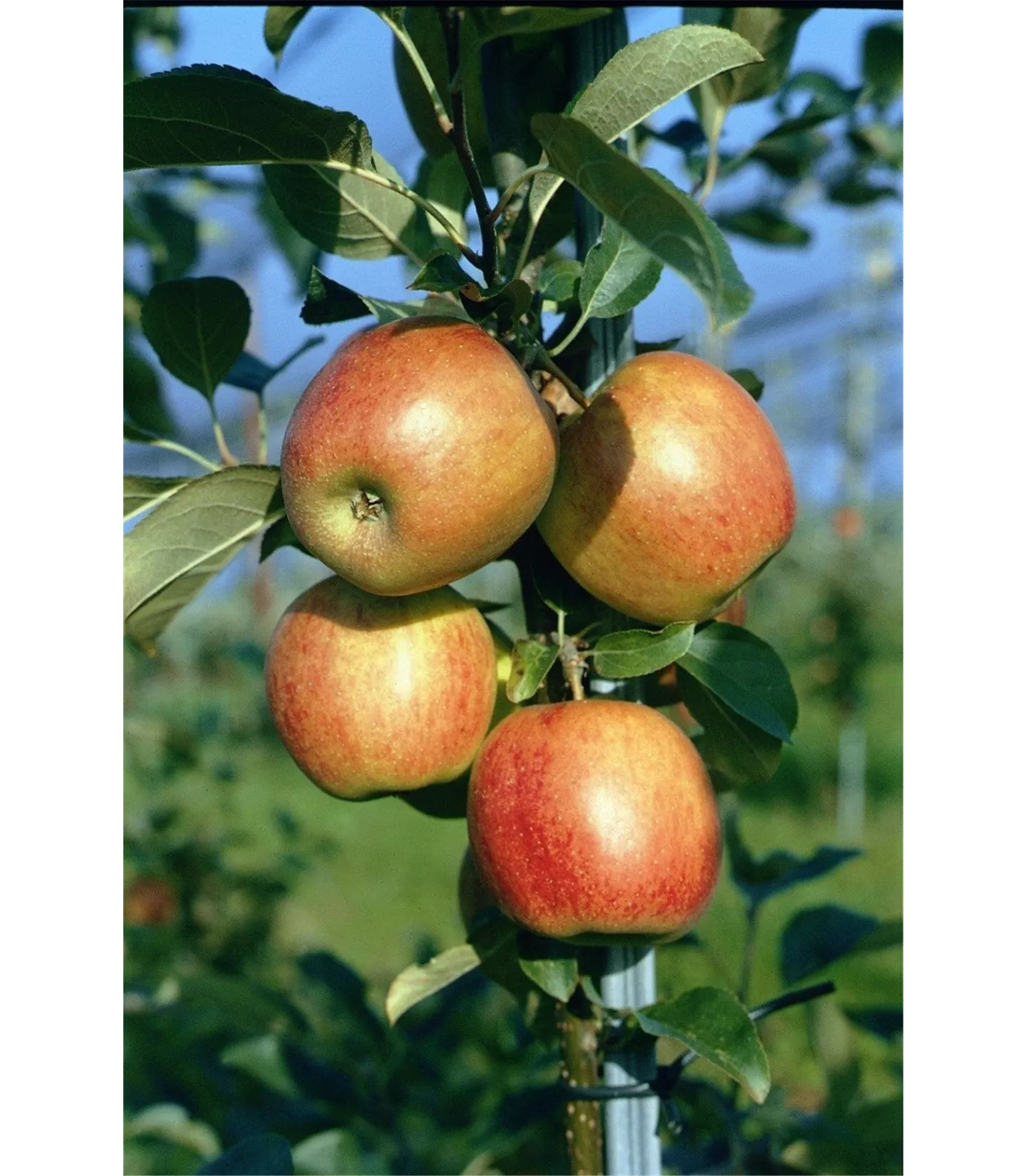 Malus (Apfel) 'Ariwa'