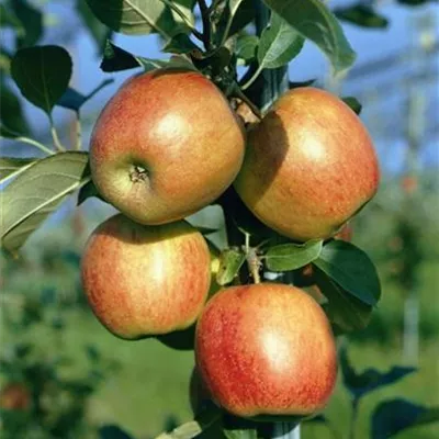 Pyramide wurzelnackt - Apfel 'Ariwa' - Malus (Apfel) 'Ariwa'