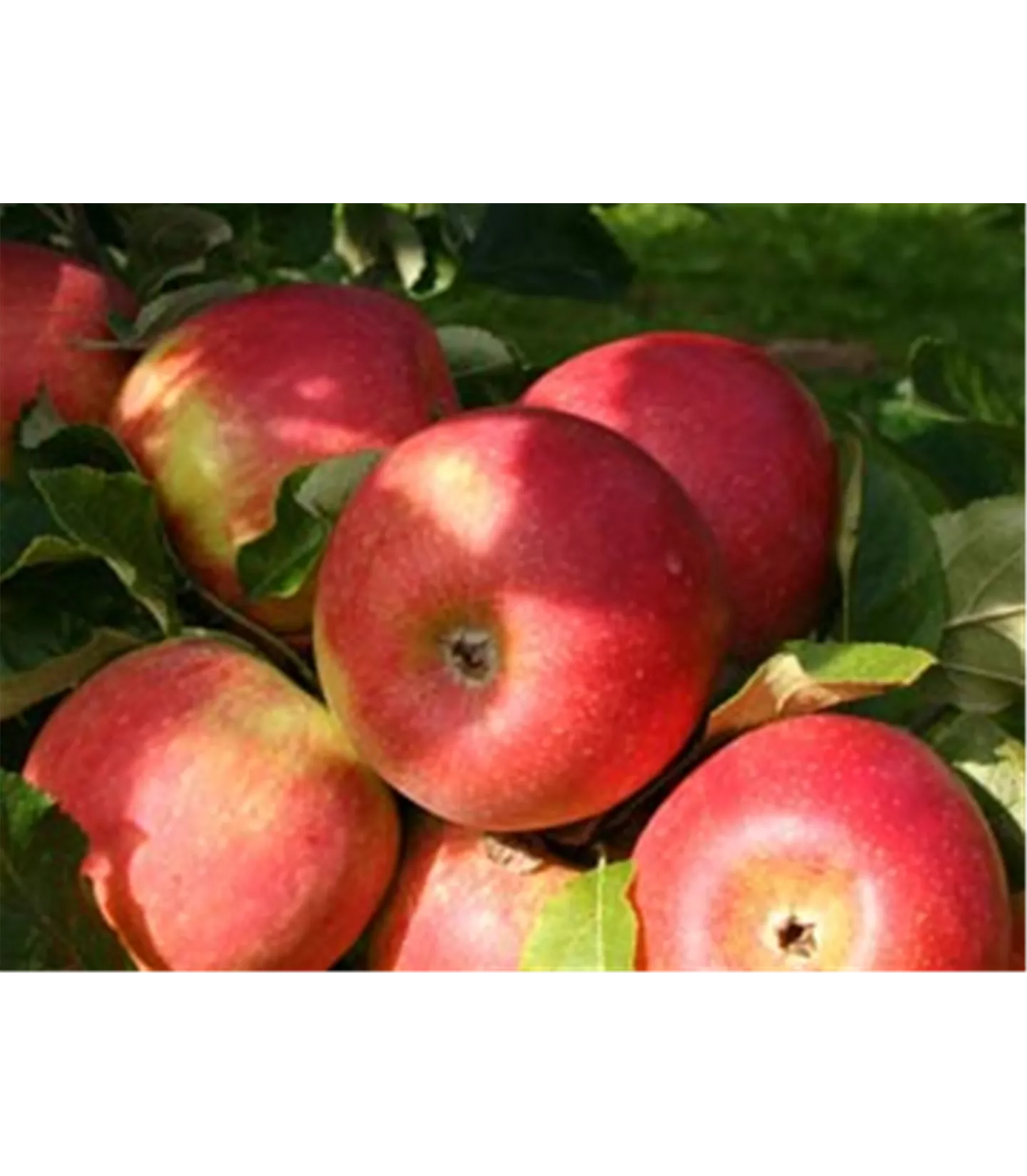 Malus (Apfel) 'Berlepsch'