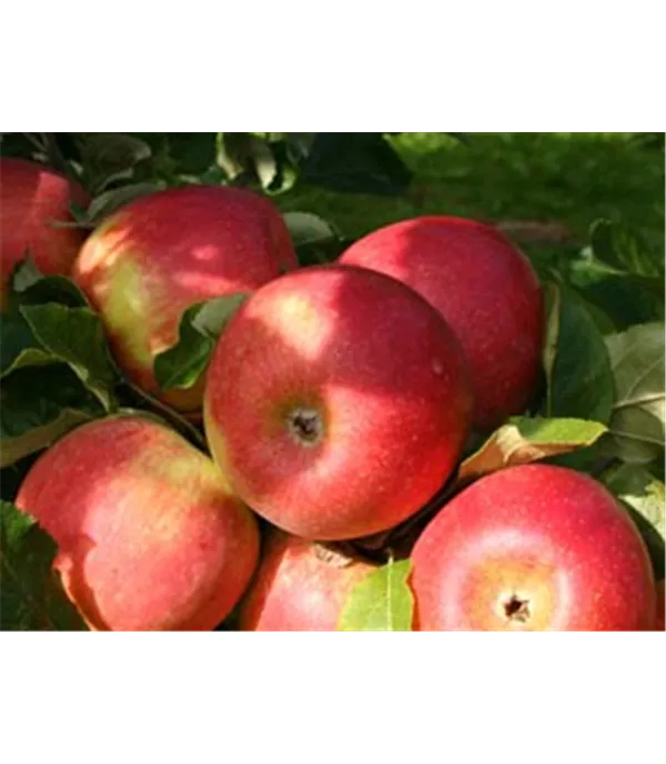 Malus (Apfel) 'Berlepsch'