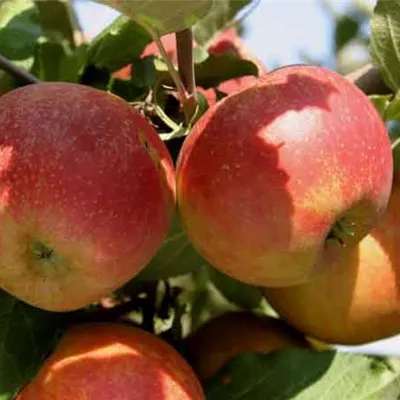 Pyramide wurzelnackt - Apfel 'Roter Boskoop' - Malus (Apfel) 'Boskoop rot'