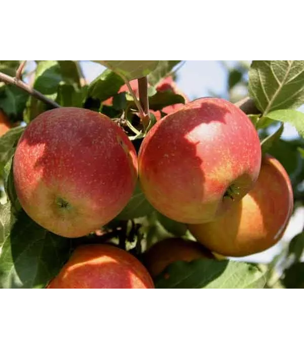 Malus (Apfel) 'Boskoop rot'