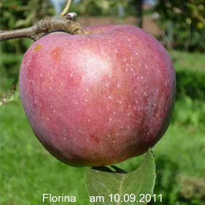 Pyramide wurzelnackt - Apfel 'Florina' - Malus (Apfel) 'Florina'