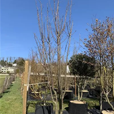 Schirmform 225-250 HP23-5 1900 - Synonym - Prunus sargentii 'Rancho' - Collection