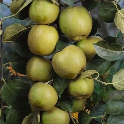 Pyramide wurzelnackt - Apfel 'Lederapfel' - Malus (Apfel) 'Lederapfel'