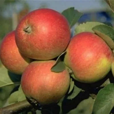 Pyramide wurzelnackt - Apfel 'Resi'(s) - Malus (Apfel) 'Resi'