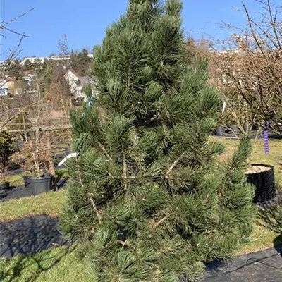 Solitär 200-225 Nr. HP23-17 - Schlangenhautkiefer - Pinus heldreichii var.leucodermis - Collection